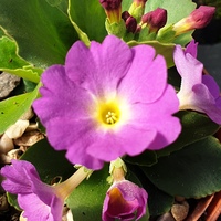 Primula carniolica